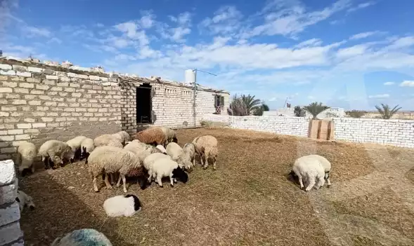 https://aqarmap.com.eg/en/listing/5869828-for-sale-beheira-wadi-el-natrun