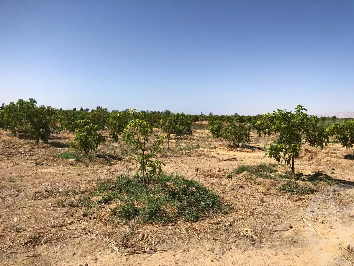 https://aqarmap.com.eg/en/listing/5886440-for-sale-suez-el-ganain-shandoura-village