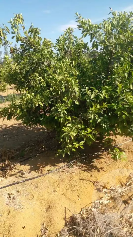 https://aqarmap.com.eg/en/listing/5890814-for-sale-beheira-wadi-el-natrun