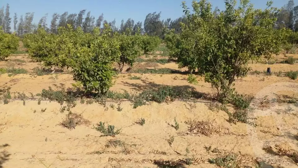 https://aqarmap.com.eg/en/listing/5895385-for-sale-beheira-wadi-el-natrun