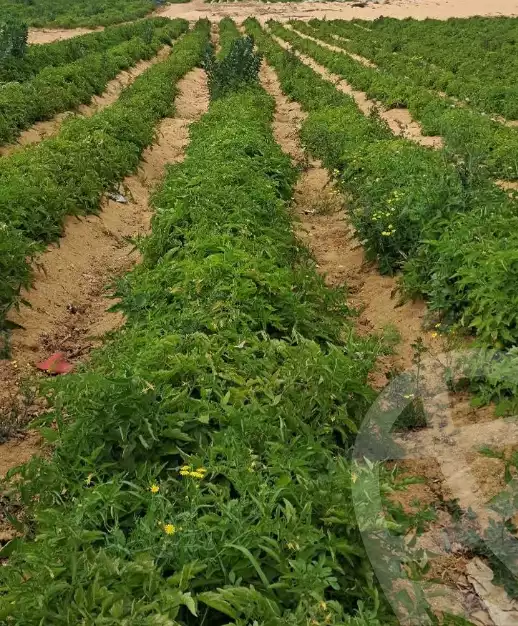 https://aqarmap.com.eg/en/listing/5926608-for-sale-alexandria-cairo-alexandria-desert-road
