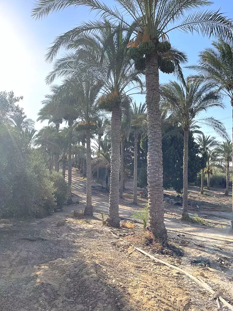 https://aqarmap.com.eg/en/listing/5942179-for-sale-cairo-el-mansuriyyah-el-saliba