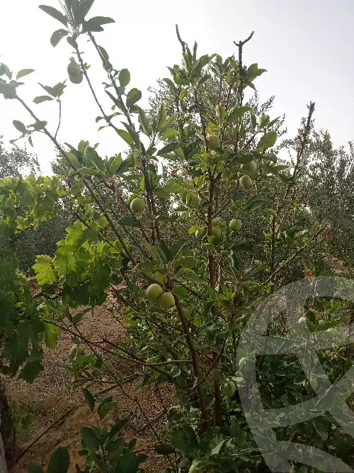 https://aqarmap.com.eg/ar/listing/5953019-for-sale-suez-el-ganain-geneffe