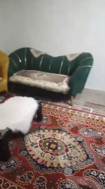 https://aqarmap.com.eg/ar/listing/5958942-for-sale-cairo-bashtil