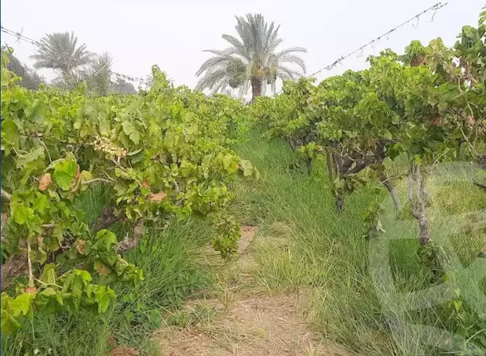 https://aqarmap.com.eg/en/listing/5982931-for-sale-beni-suef-el-wasta