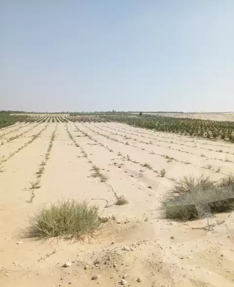 https://aqarmap.com.eg/ar/listing/6010659-for-sale-ismailia-new-ismailia
