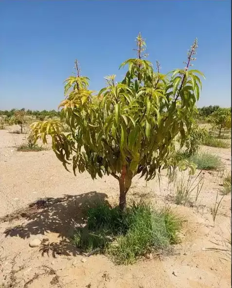 https://aqarmap.com.eg/en/listing/6010673-for-sale-ismailia-el-qantara