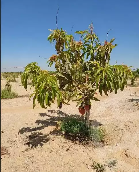 https://aqarmap.com.eg/en/listing/6010673-for-sale-ismailia-el-qantara