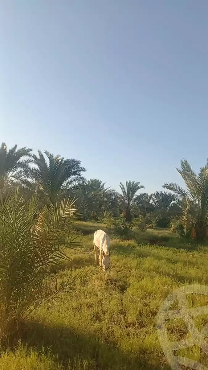 https://aqarmap.com.eg/en/listing/6035061-for-sale-cairo-ljyz-bahariya-oasis