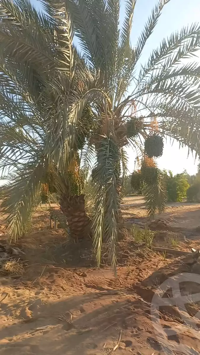 https://aqarmap.com.eg/en/listing/6035061-for-sale-cairo-ljyz-bahariya-oasis