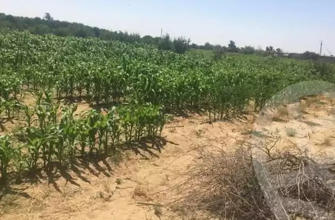 https://aqarmap.com.eg/en/listing/6087769-for-sale-beheira-wadi-el-natrun