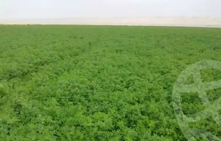 https://aqarmap.com.eg/en/listing/6090808-for-sale-new-valley-dakhla-oasis