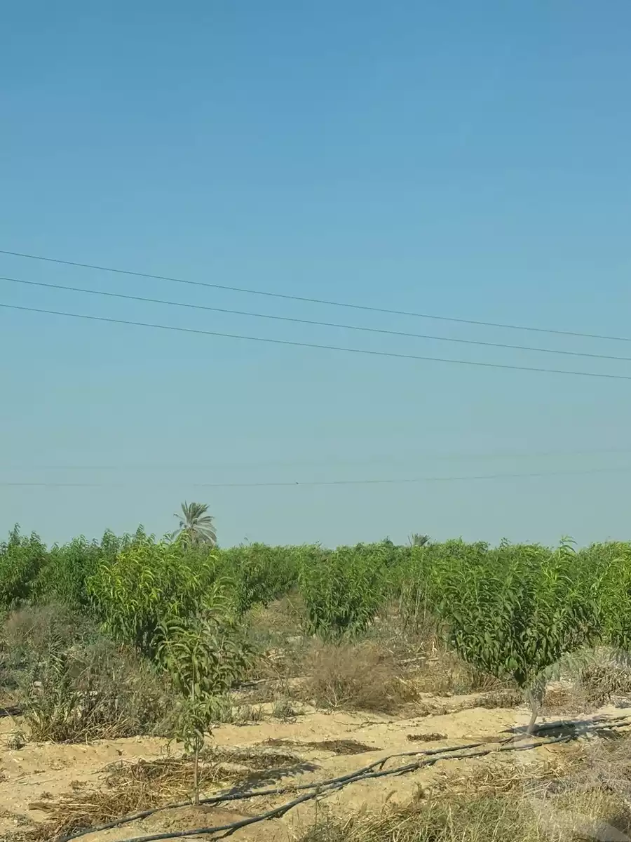 https://aqarmap.com.eg/en/listing/6090938-for-sale-monufia-sadat-city-el-khatatbah