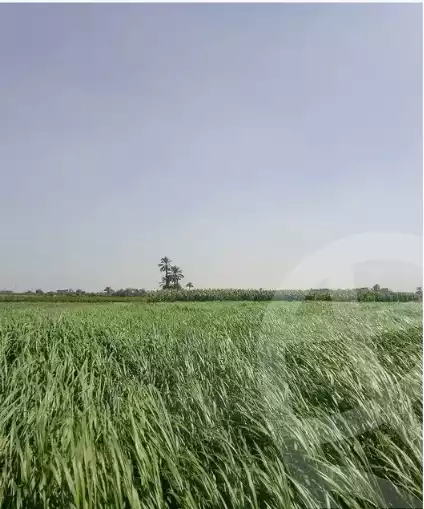 https://aqarmap.com.eg/ar/listing/6137823-for-sale-cairo-el-mansuriyyah