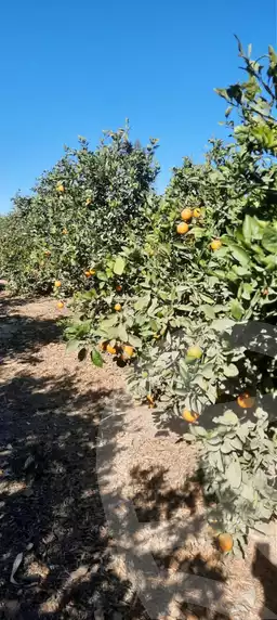 https://aqarmap.com.eg/ar/listing/6144449-for-sale-beheira-wadi-el-natrun
