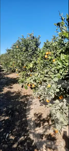 https://aqarmap.com.eg/en/listing/6145644-for-sale-beheira-wadi-el-natrun