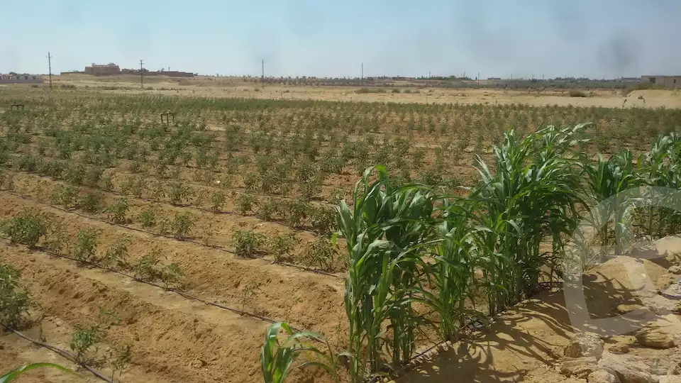 https://aqarmap.com.eg/en/listing/6157826-for-sale-el-fayoum-tamiya-tamiyyah-city