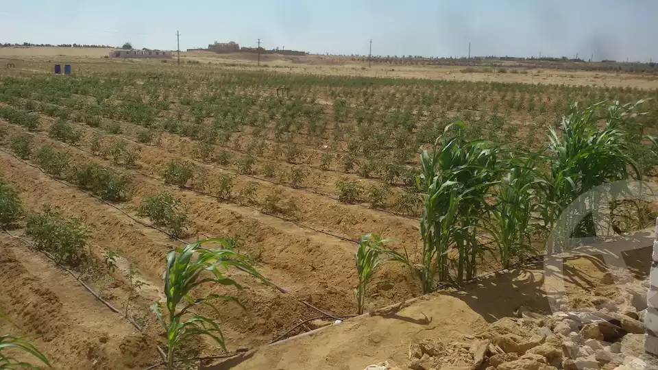 https://aqarmap.com.eg/en/listing/6157826-for-sale-el-fayoum-tamiya-tamiyyah-city
