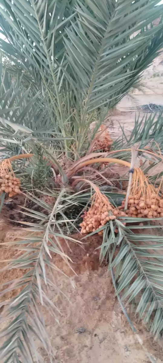 https://aqarmap.com.eg/ar/listing/5797731-for-sale-cairo-ljyz-bahariya-oasis