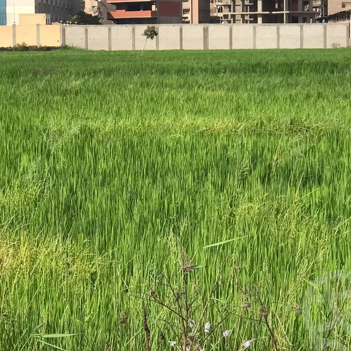https://aqarmap.com.eg/en/listing/6252026-for-sale-dakahlia-mansoura-el-mansoura-city