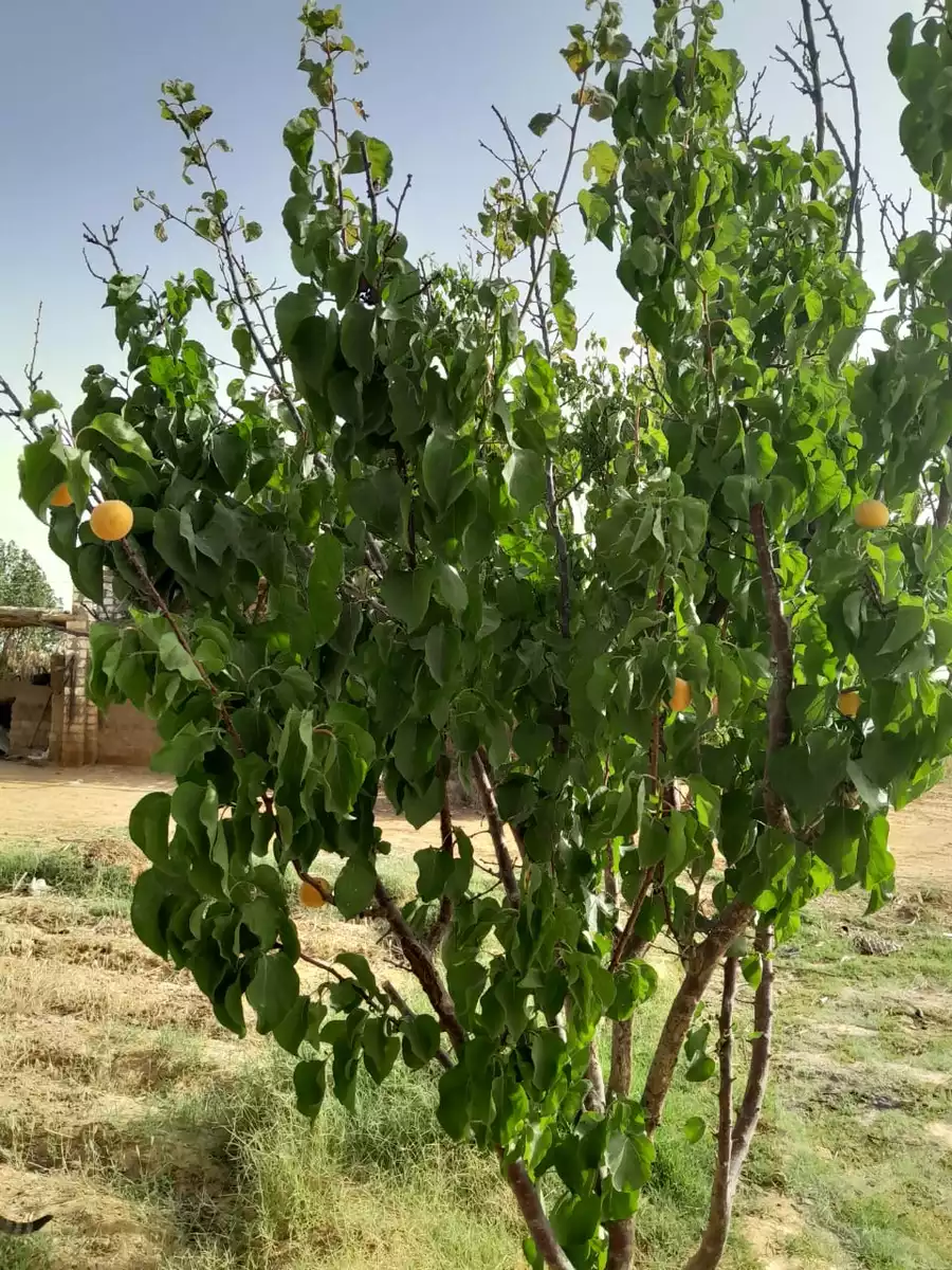 https://aqarmap.com.eg/en/listing/6257047-for-sale-cairo-ljyz-bahariya-oasis-mandishah-village