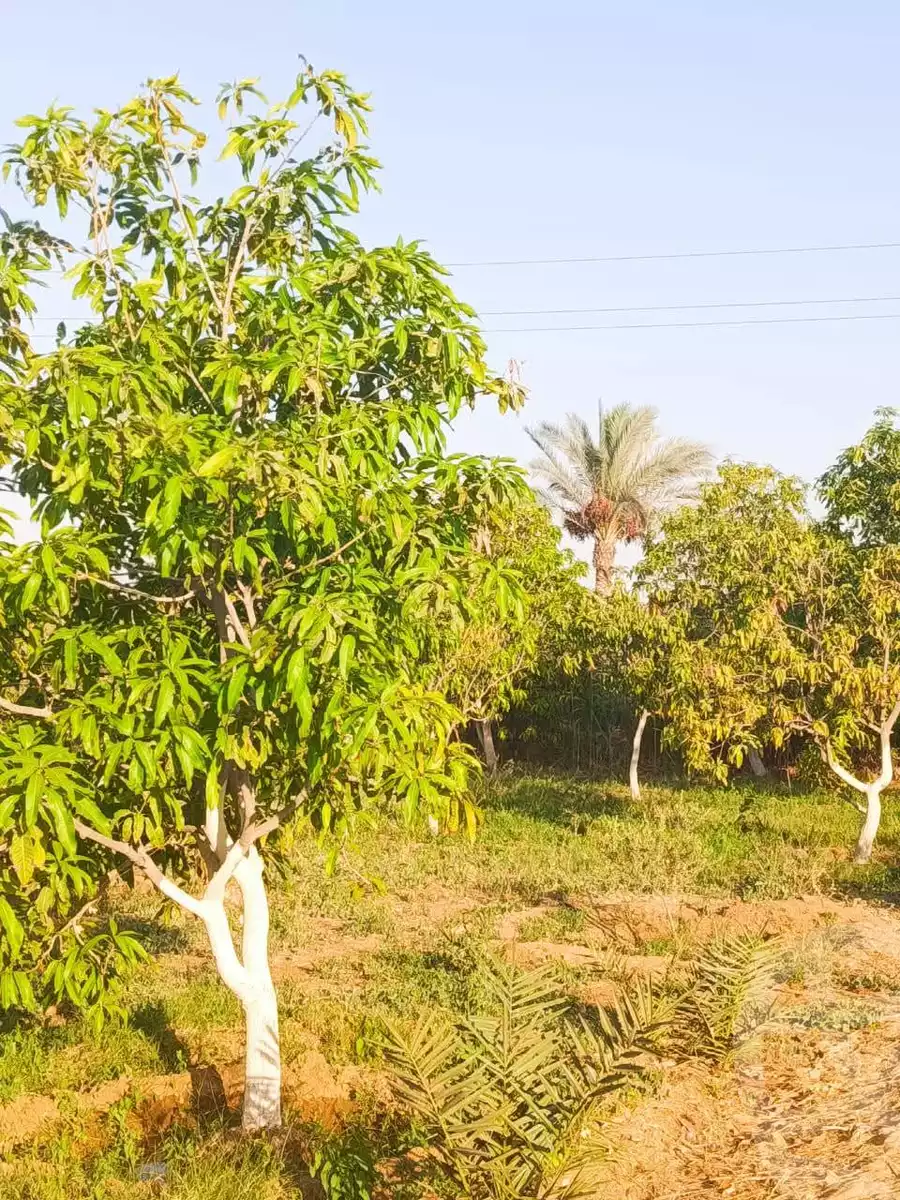 https://aqarmap.com.eg/en/listing/6308192-for-sale-suez-el-ganain