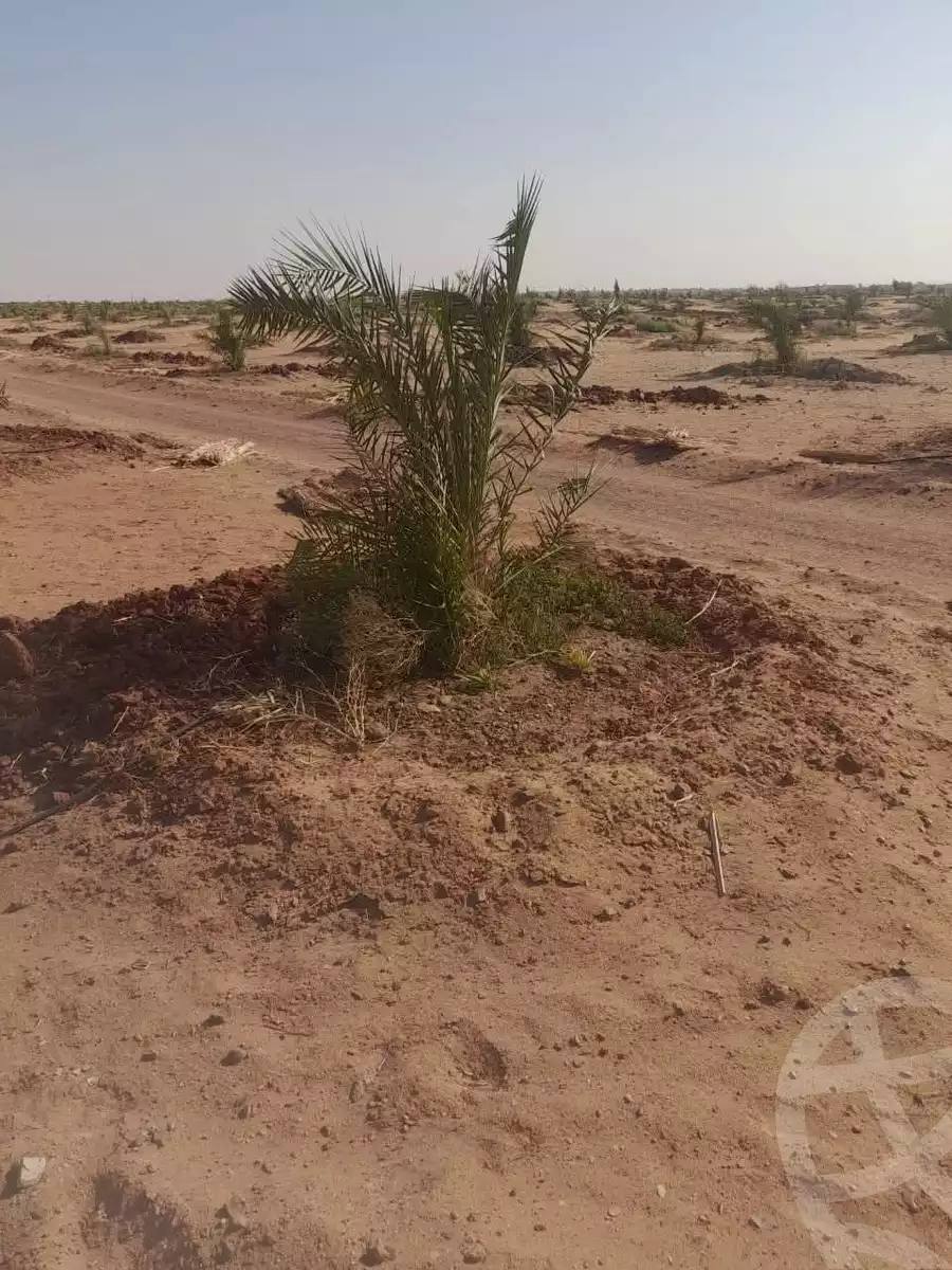 https://aqarmap.com.eg/en/listing/6339643-for-sale-new-valley-kharga-oasis-qret-el-sherka