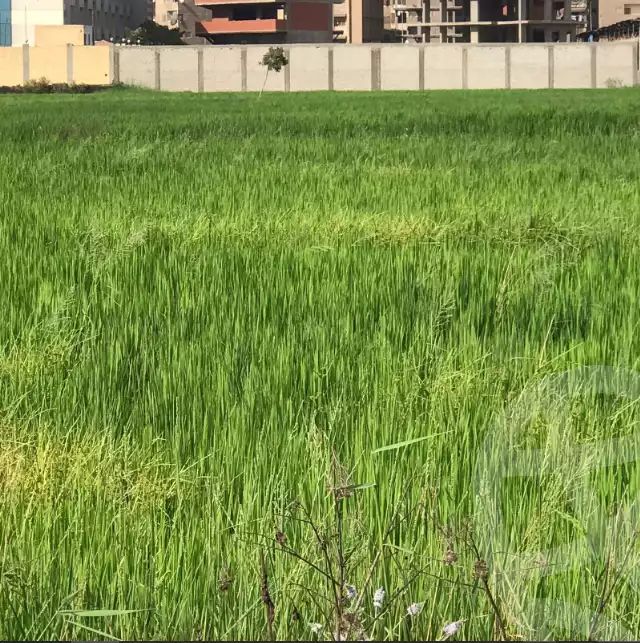 https://aqarmap.com.eg/en/listing/6350287-for-sale-dakahlia-mansoura-el-mansoura-city