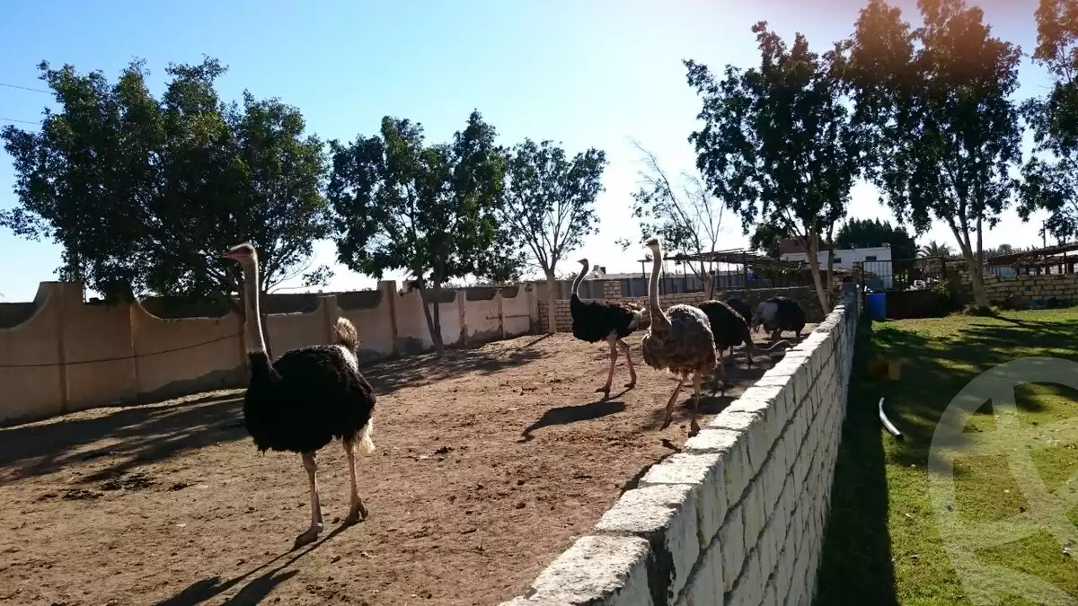 https://aqarmap.com.eg/ar/listing/6352155-for-sale-beheira-new-nubariya-el-yasha-village