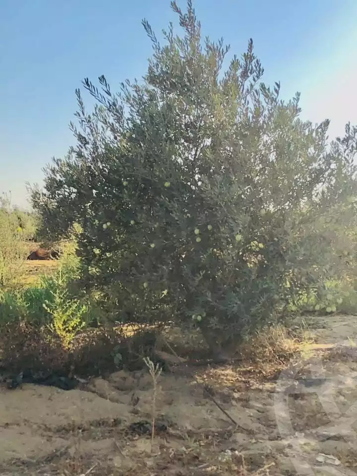 https://aqarmap.com.eg/en/listing/6427168-for-sale-beheira-wadi-el-natrun