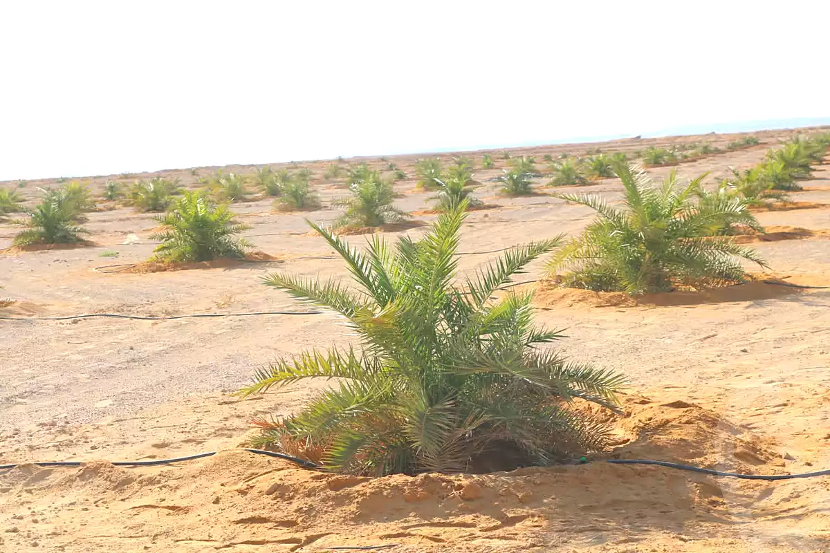 https://aqarmap.com.eg/ar/listing/6673600-for-sale-marsa-matruh-siwa-oasis-wahet-siwaa-city