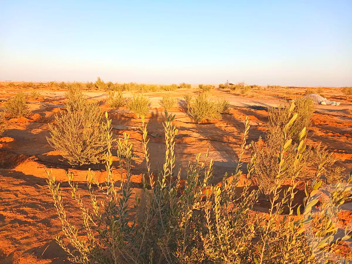 https://aqarmap.com.eg/ar/listing/6713698-for-sale-marsa-matruh-siwa-oasis-wahet-siwaa-city