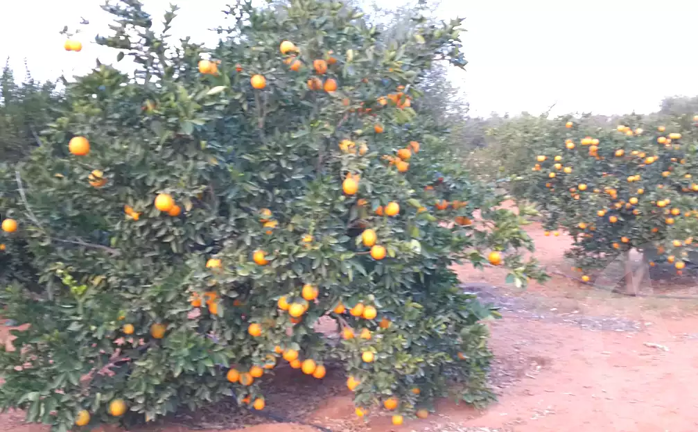 https://aqarmap.com.eg/en/listing/6740598-for-sale-beheira-wadi-el-natrun