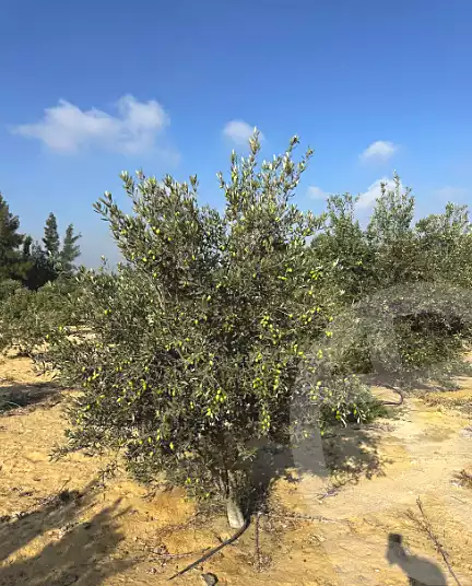 https://aqarmap.com.eg/en/listing/6797663-for-sale-ismailia-el-qantara