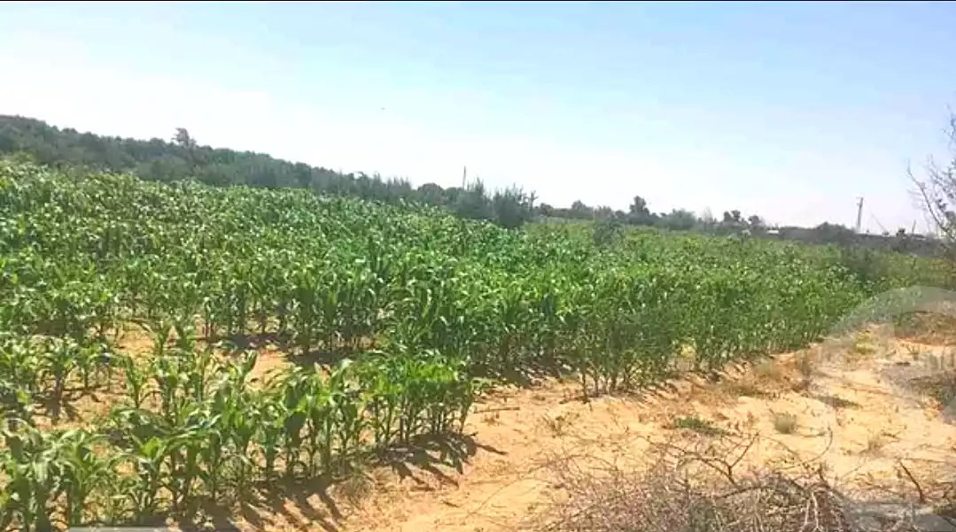 https://aqarmap.com.eg/en/listing/6805140-for-sale-beheira-wadi-el-natrun