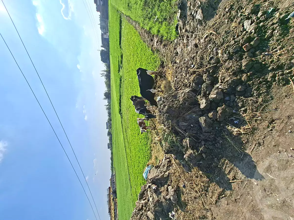 https://aqarmap.com.eg/en/listing/6807823-for-sale-sharqia-faqous-el-sawaleh