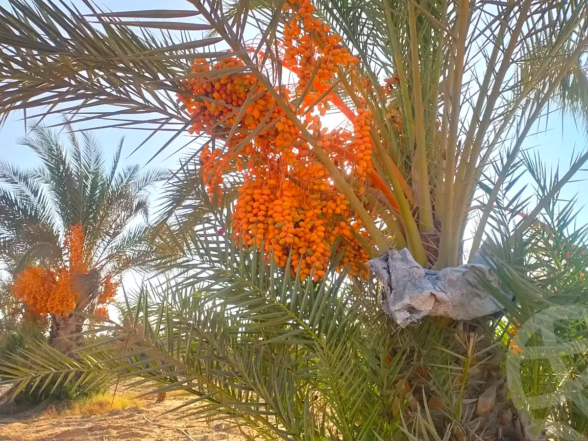 https://aqarmap.com.eg/ar/listing/6839721-for-sale-cairo-el-sheikh-zayed-city-alex-cairo-desert-road-mdyn-sfnks-ljdyd-cascada