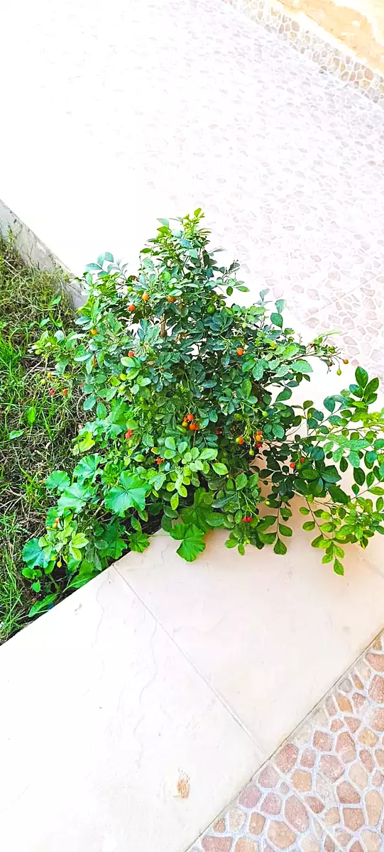 https://aqarmap.com.eg/en/listing/6850984-for-sale-alexandria-king-maryot-el-salam