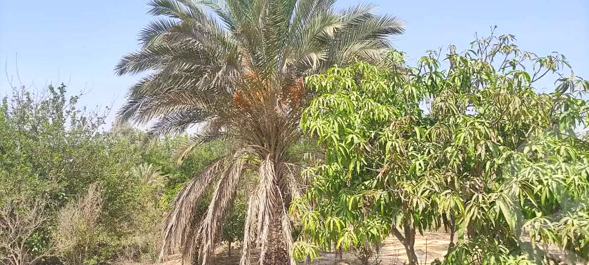 https://aqarmap.com.eg/ar/listing/6868812-for-sale-cairo-el-sheikh-zayed-city-lshykh-zyd-ljdyd-el-reef-el-oroby