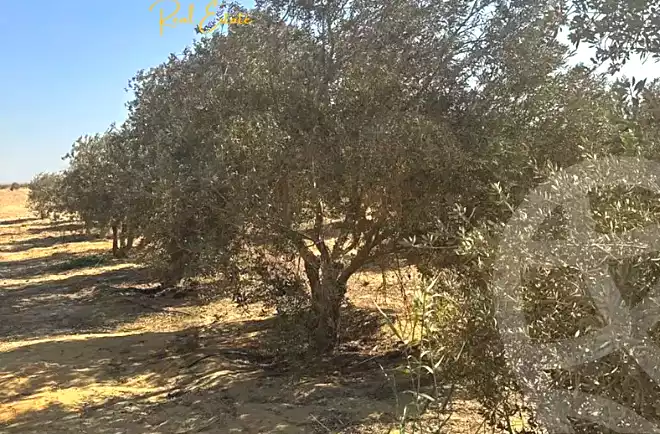 https://aqarmap.com.eg/en/listing/6891062-for-sale-el-fayoum-asyut-rd