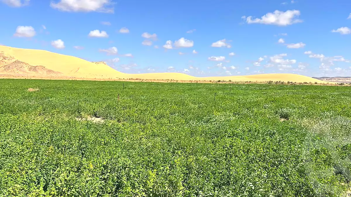 https://aqarmap.com.eg/ar/listing/6907760-for-sale-cairo-ljyz-bahariya-oasis-mandishah-village