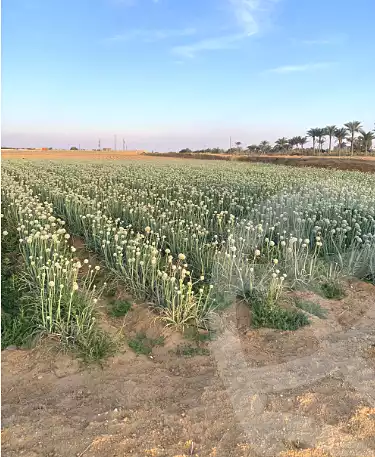 https://aqarmap.com.eg/ar/listing/6921683-for-sale-el-fayoum-tamiya-tamiyyah-city