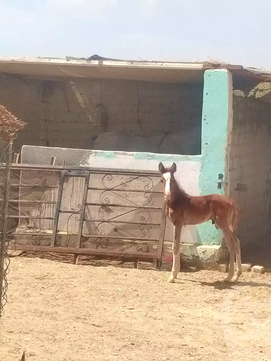 https://aqarmap.com.eg/ar/listing/6968756-for-sale-asyut-asyut-city-al-zeraieen-st
