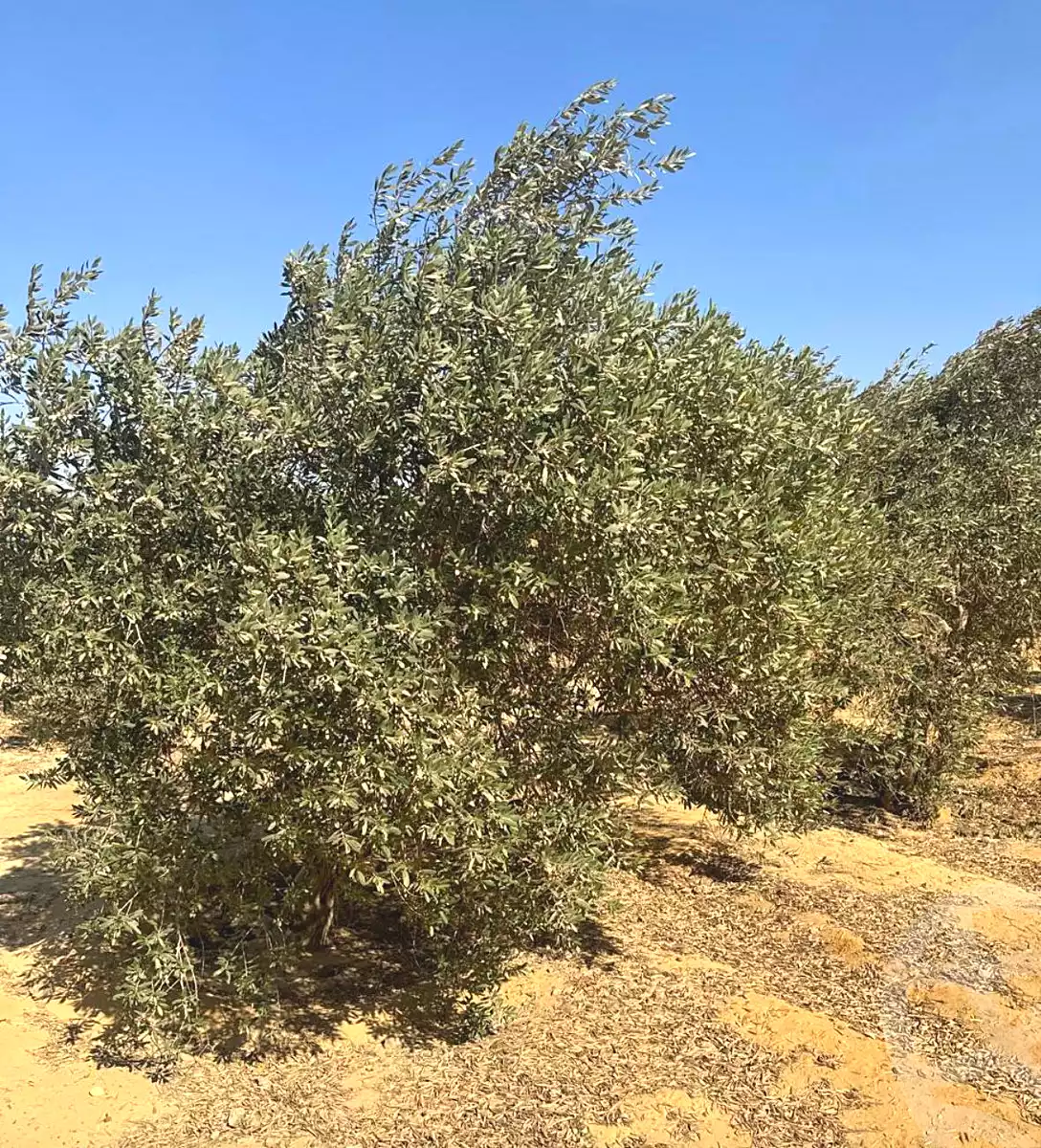 https://aqarmap.com.eg/en/listing/6968886-for-sale-el-fayoum-asyut-rd