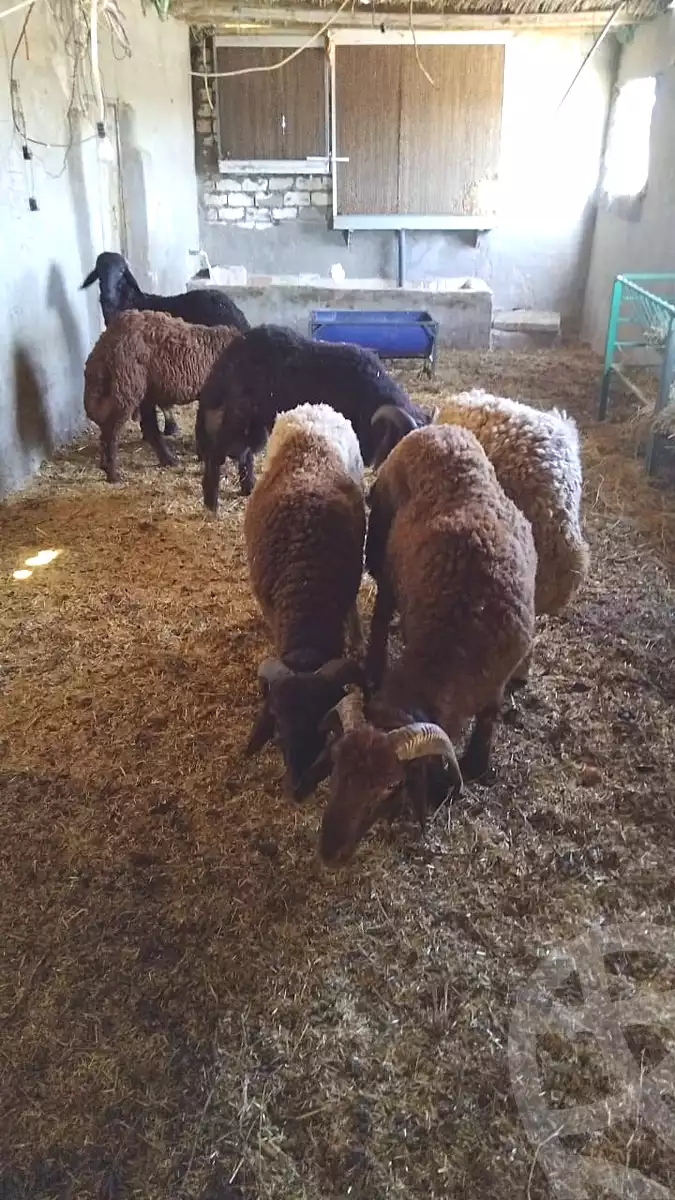 https://aqarmap.com.eg/en/listing/6978678-for-sale-ismailia-abu-sweer