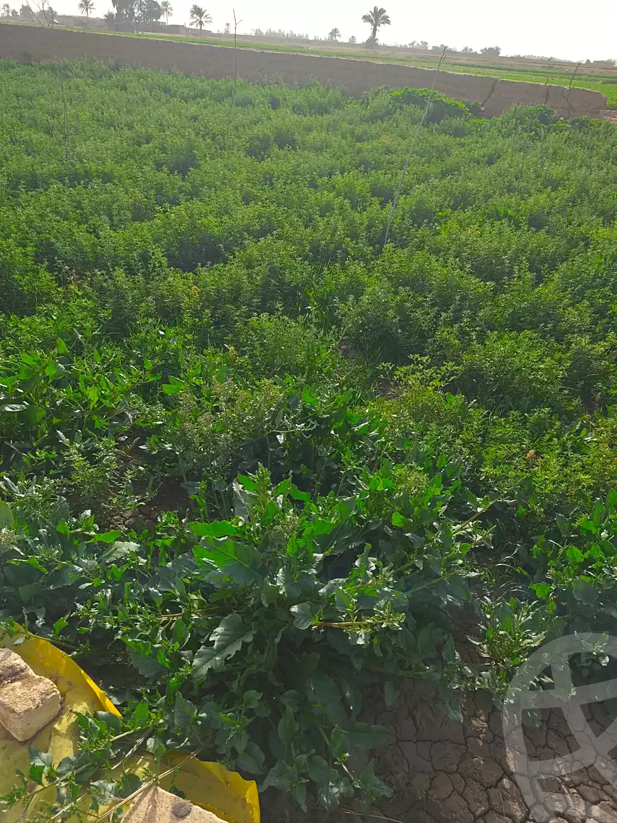 https://aqarmap.com.eg/en/listing/6978678-for-sale-ismailia-abu-sweer