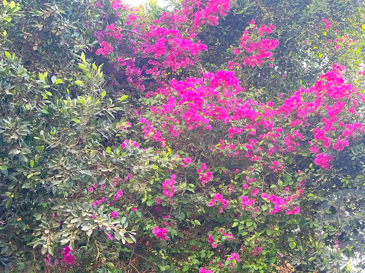 https://aqarmap.com.eg/en/listing/7043139-for-sale-cairo-6th-of-october-green-belt-wadi-el-nile
