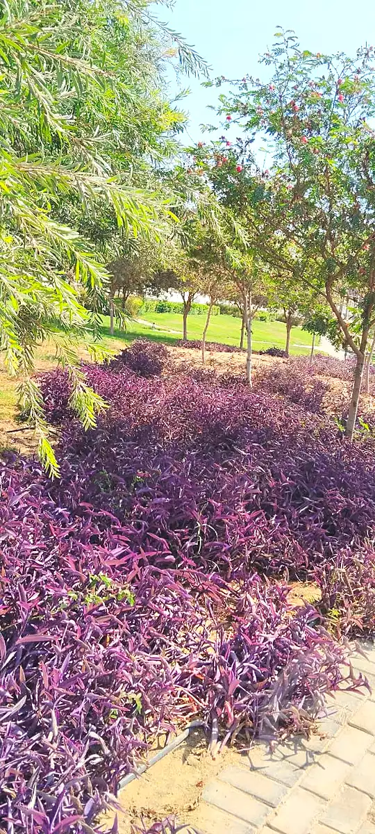 تاون هاوس بـ٥ غرف نوم في هايد بارك، صورة ٦ من ٢٠