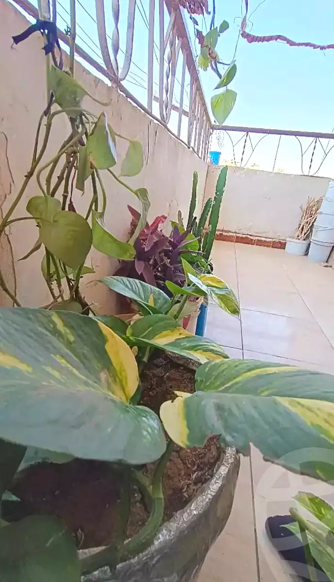 https://aqarmap.com.eg/ar/listing/7116611-for-sale-cairo-faisal