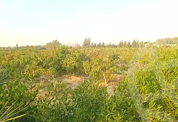 https://aqarmap.com.eg/ar/listing/7123873-for-sale-monufia-sadat-city